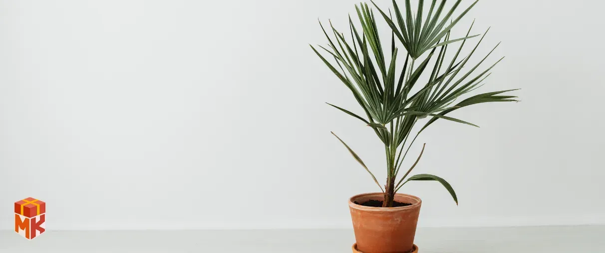 گلدان‌های تزئینی با گیاهان کوچک