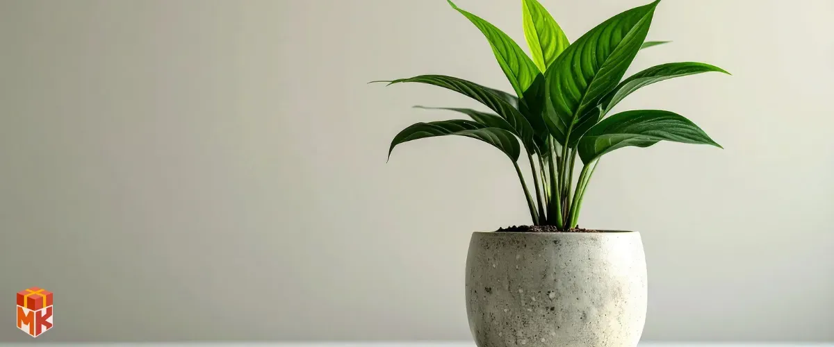 گلدان بزرگ‌تر یا گیاه آپارتمانی