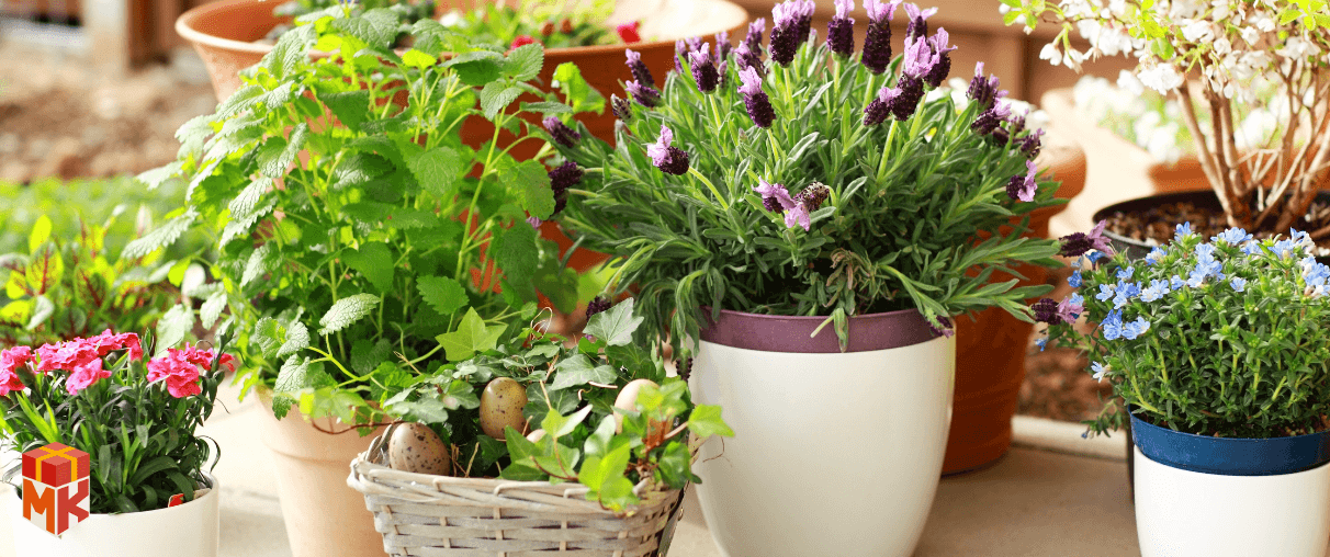 گل و گیاه برای عمه